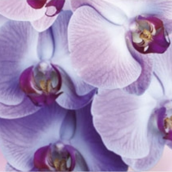 Gutschein Orchidee Bild 1