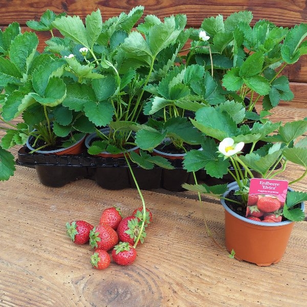 Garten-Erdbeere-Sorte-Elvira Bild 1