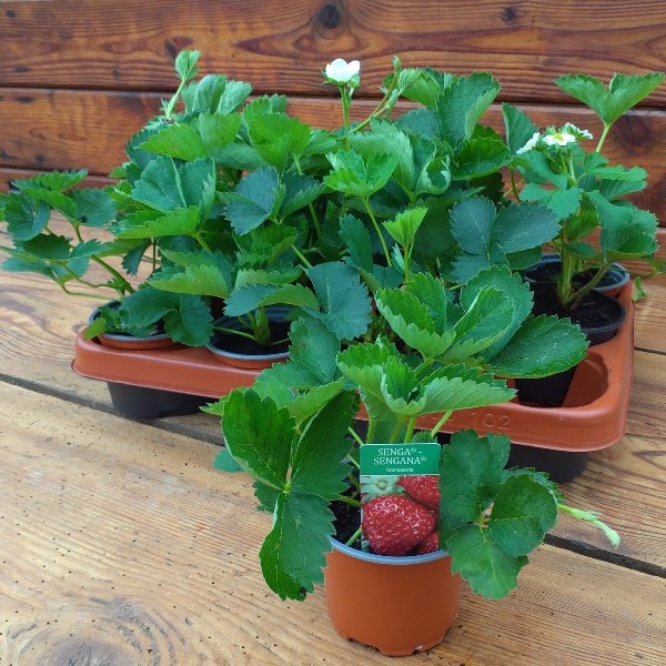 Garten-Erdbeere-Sorte-Senga-sengana Bild 1